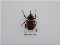 藏品(蘭嶼姬兜)的圖片